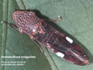 Photo shows a Glassy-winged Sharpshooter sitting on a leaf.