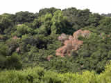 Photo of a oak trees killed by Sudden Oak Death Syndrome.