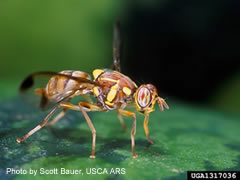 Photo of Melon Fruit Fly