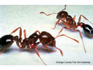 Photo of a Red Imported Fire Ant.