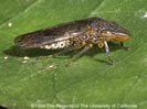 Photo of Adult Glassy-winged Sharpshooter