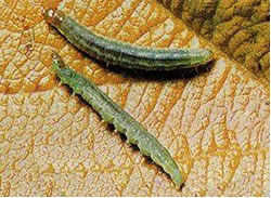 Photo of Light Brown Apple Moth larvae at final stage.