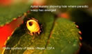 Photo of a small aphid with a hole where a parasitic wasp emerged.