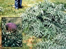 Picture of a purple-colored artichoke thistle.