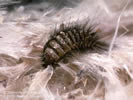 Photo of beetle with long black hairs.