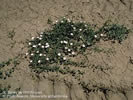 Photo of Field Bindweed shows the plant's white flowers and long vine-like growth.