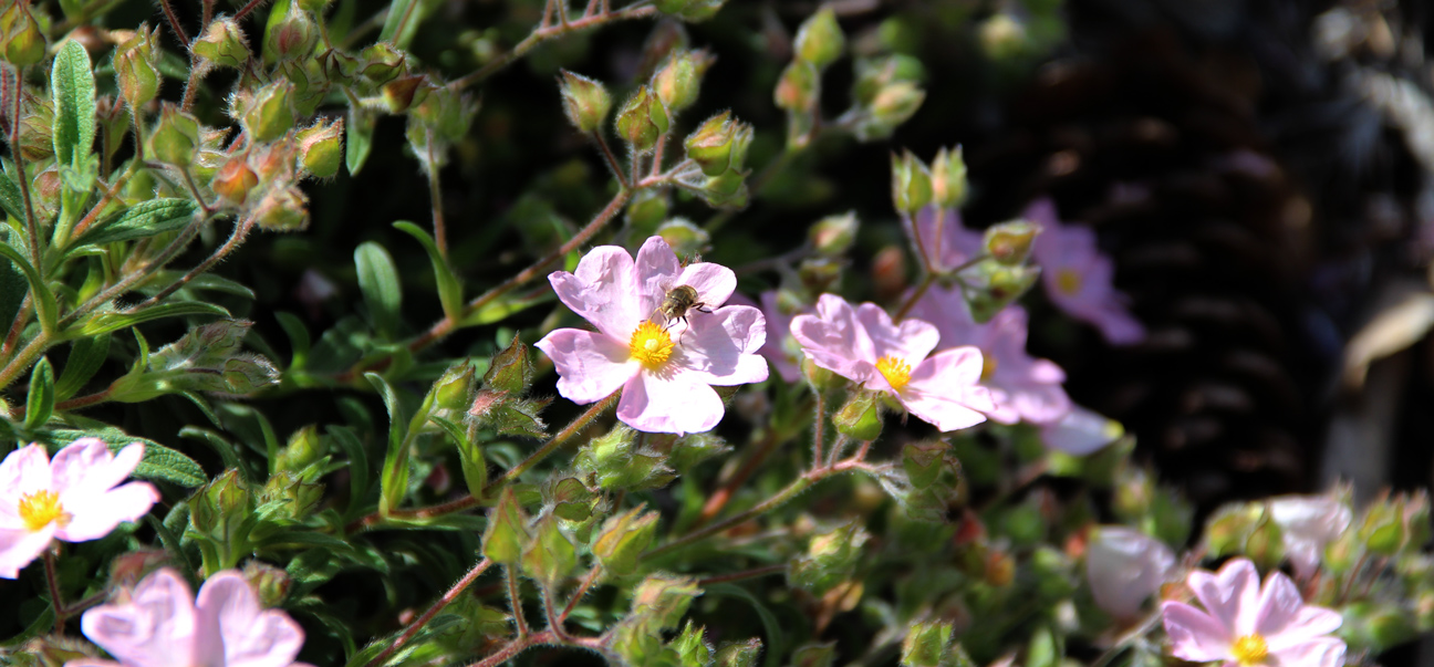 Photo of bay friendly landscaping, bee on flower