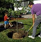 people planting a tree